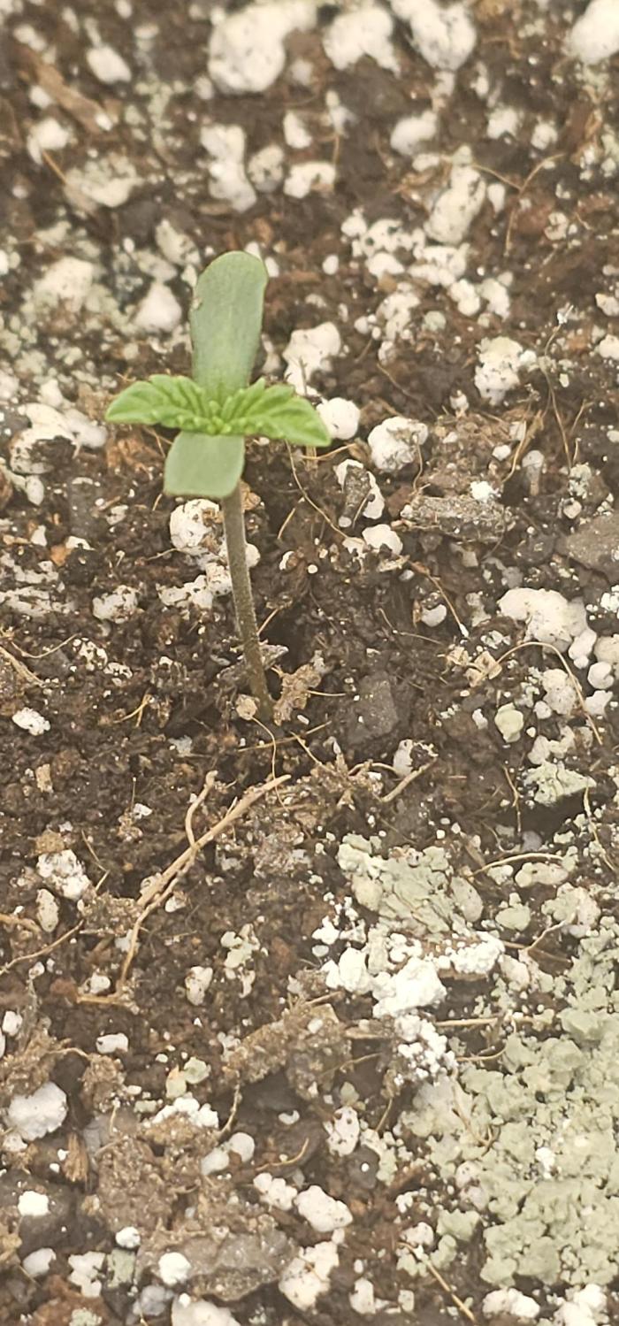 Zmäkdaun. Week 1
