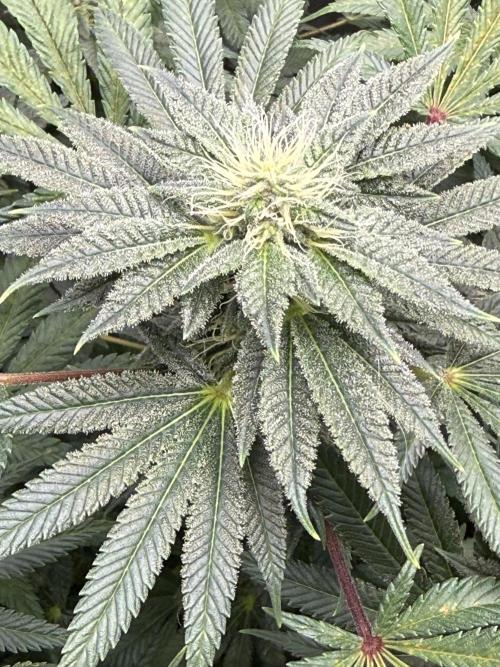 Bubble’s Blueberry F4. Week 12