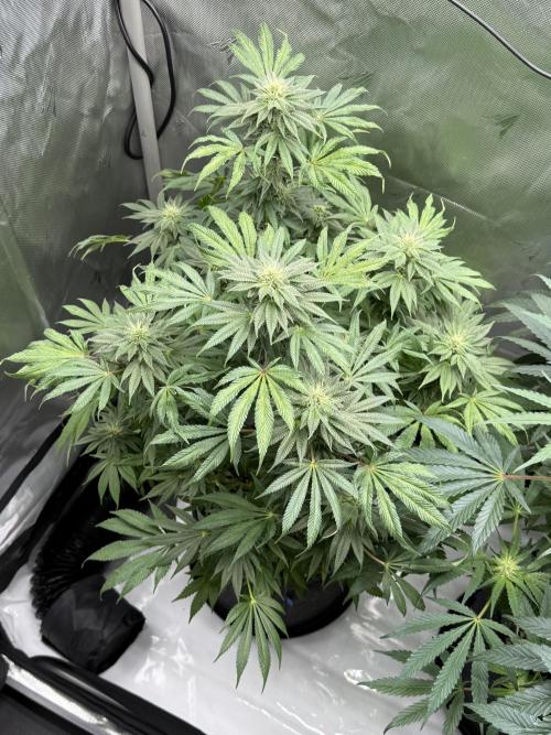 Bubble’s Blueberry F4. Week 12