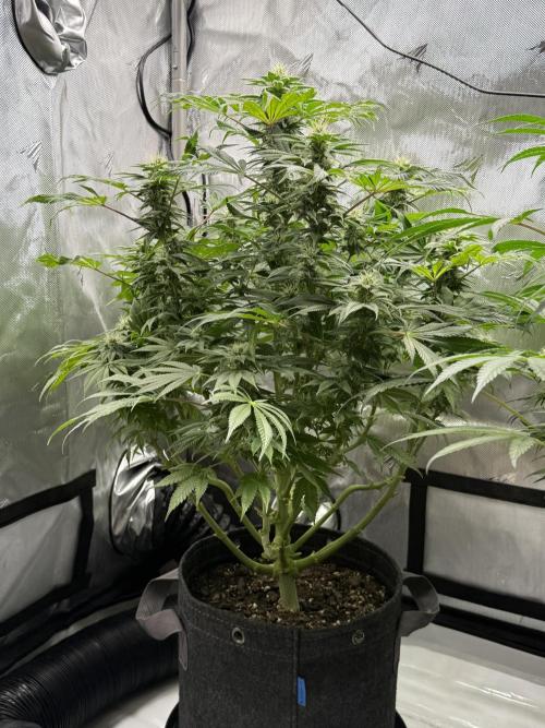 Bubble’s Blueberry F4. Week 12