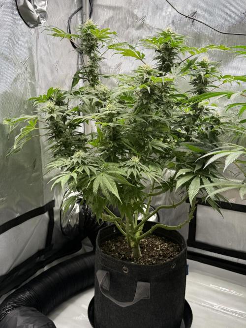 Bubble’s Blueberry F4. Week 12