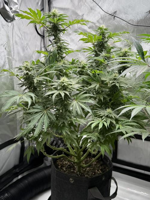 Bubble’s Blueberry F4. Week 12