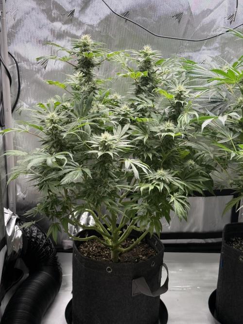 Bubble’s Blueberry F4. Week 12