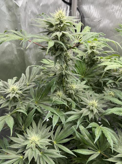 Bubble’s Blueberry F4. Week 12