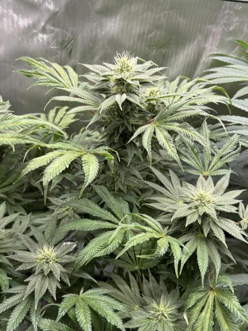 Bubble’s Blueberry F4. Week 12