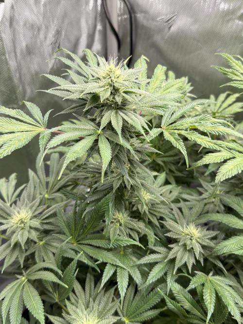 Bubble’s Blueberry F4. Week 12