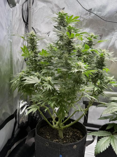 Bubble’s Blueberry F4. Week 12