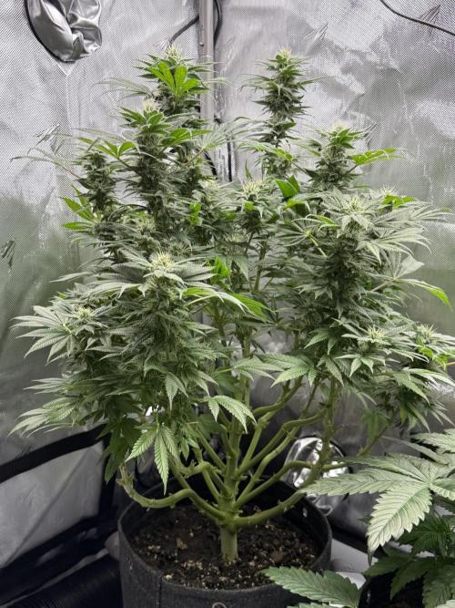 Bubble’s Blueberry F4. Week 12