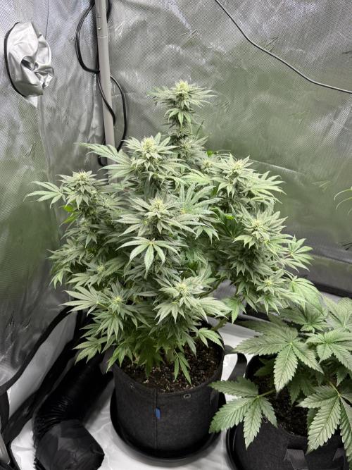 Bubble’s Blueberry F4. Week 12