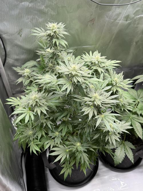 Bubble’s Blueberry F4. Week 12