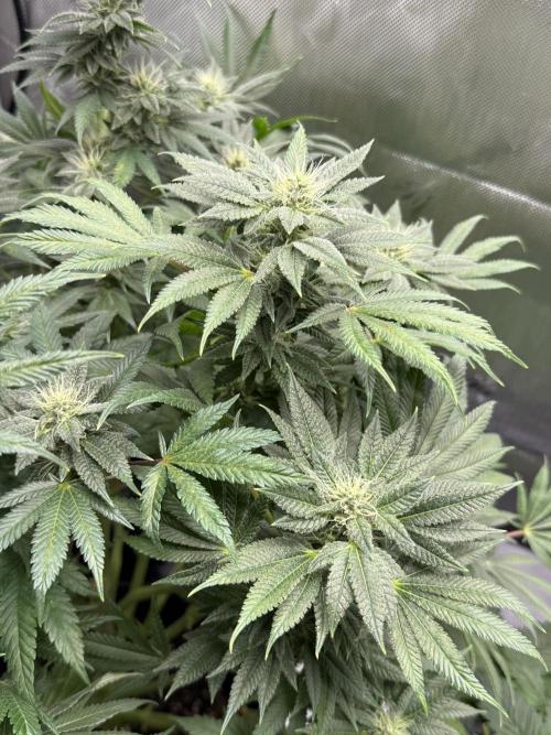 Bubble’s Blueberry F4. Week 12