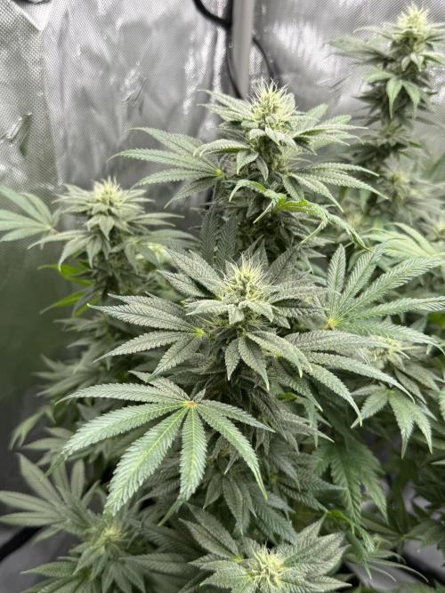 Bubble’s Blueberry F4. Week 12