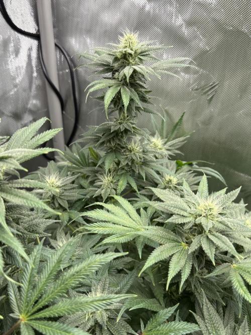 Bubble’s Blueberry F4. Week 12