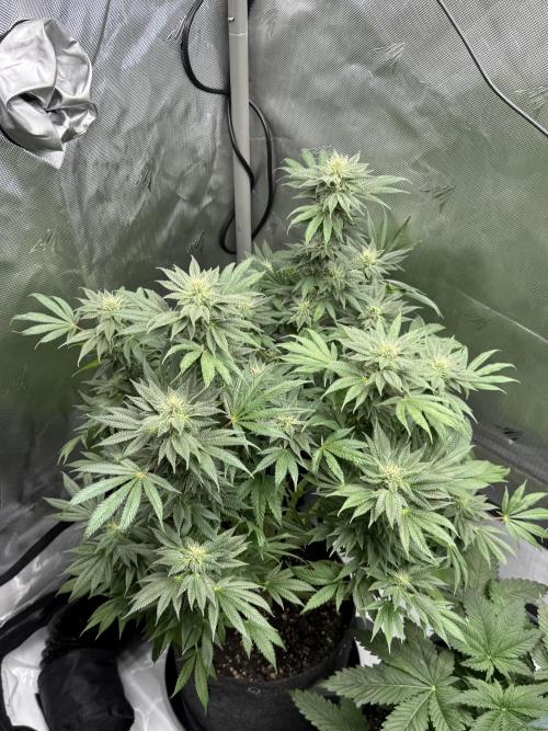 Bubble’s Blueberry F4. Week 12