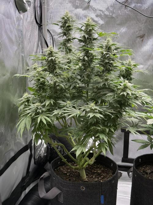 Bubble’s Blueberry F4. Week 13