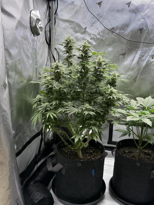 Bubble’s Blueberry F4. Week 13