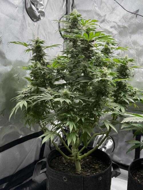 Bubble’s Blueberry F4. Week 13