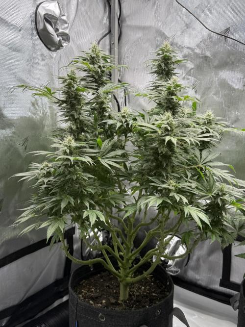 Bubble’s Blueberry F4. Week 13