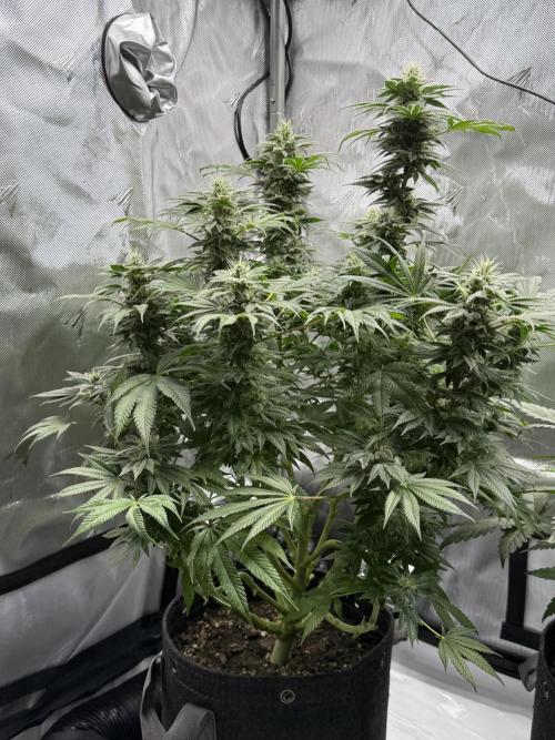 Bubble’s Blueberry F4. Week 13