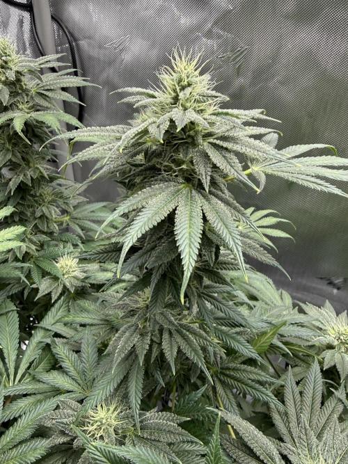 Bubble’s Blueberry F4. Week 13