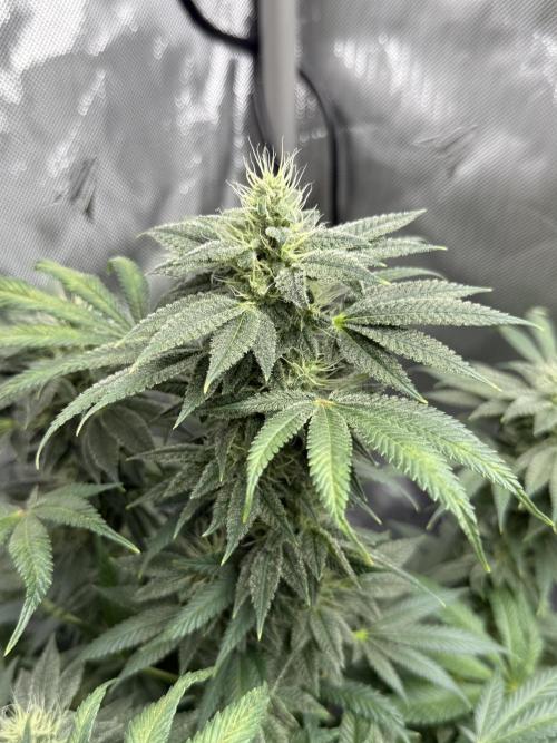 Bubble’s Blueberry F4. Week 13