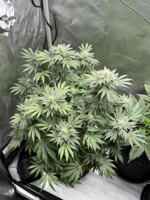 Bubble’s Blueberry F4. Week 13