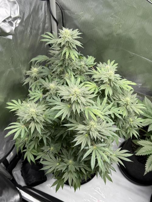 Bubble’s Blueberry F4. Week 13