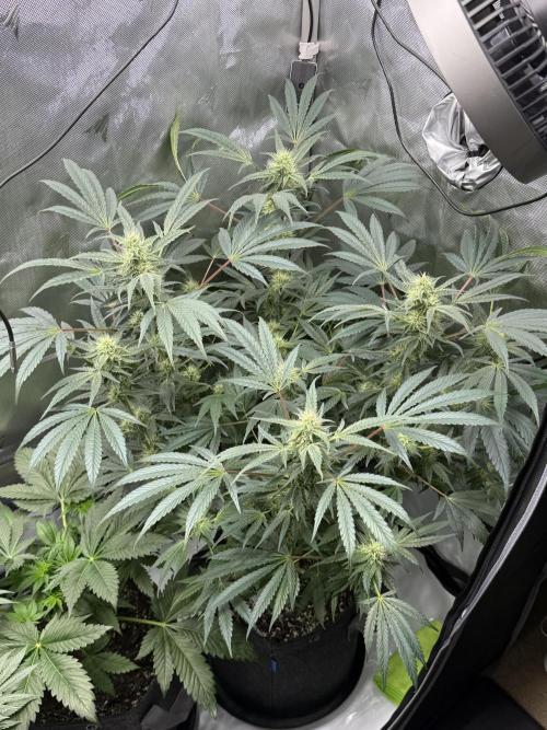 Bubble’s Blueberry F4. Week 13 - Pheno 2