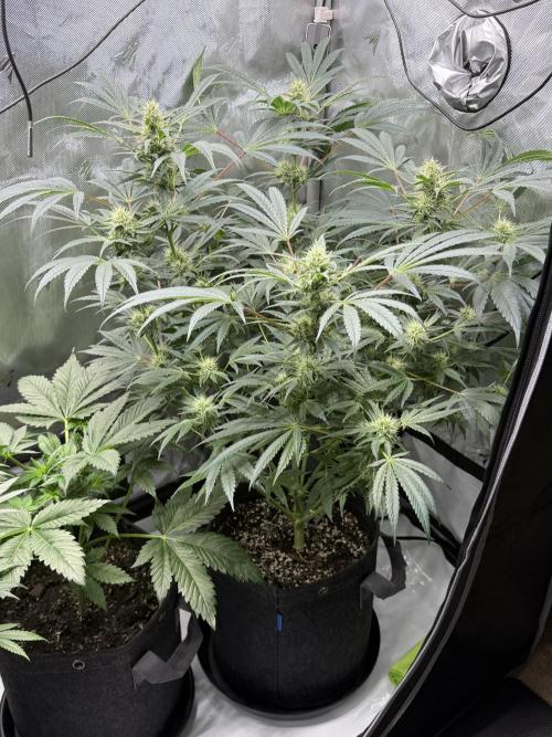 Bubble’s Blueberry F4. Week 13 - Pheno 2