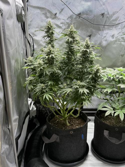 Bubble’s Blueberry F4. Week 14