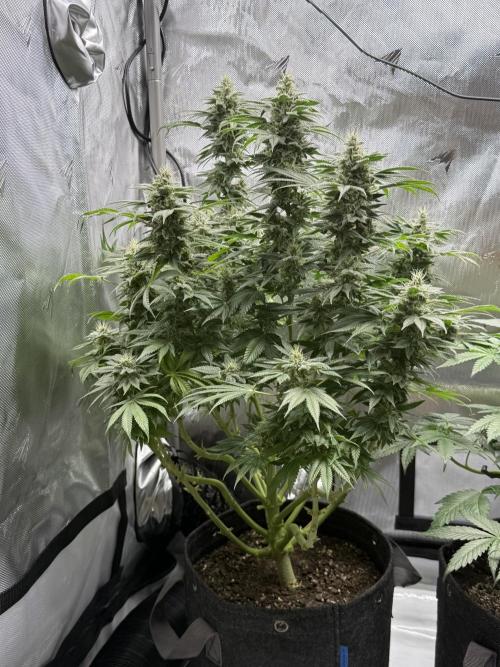 Bubble’s Blueberry F4. Week 14
