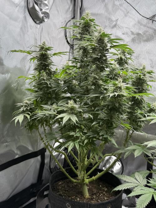 Bubble’s Blueberry F4. Week 14