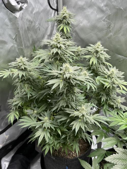 Bubble’s Blueberry F4. Week 14