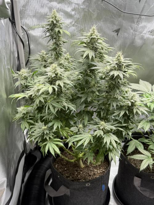 Bubble’s Blueberry F4. Week 14