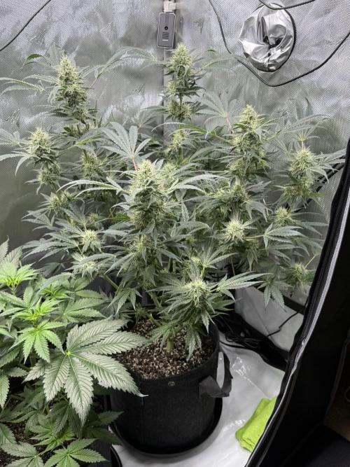 Bubble’s Blueberry F4. Week 14 - Pheno 2