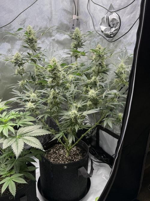 Bubble’s Blueberry F4. Week 14 - Pheno 2
