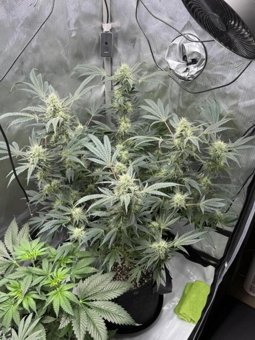 Bubble’s Blueberry F4. Week 14 - Pheno 2