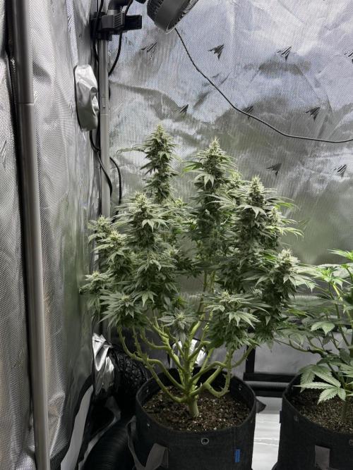 Bubble’s Blueberry F4. Week 14