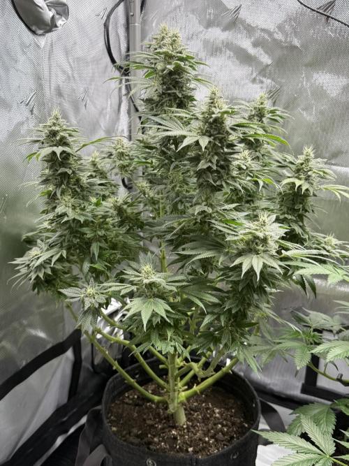 Bubble’s Blueberry F4. Week 14