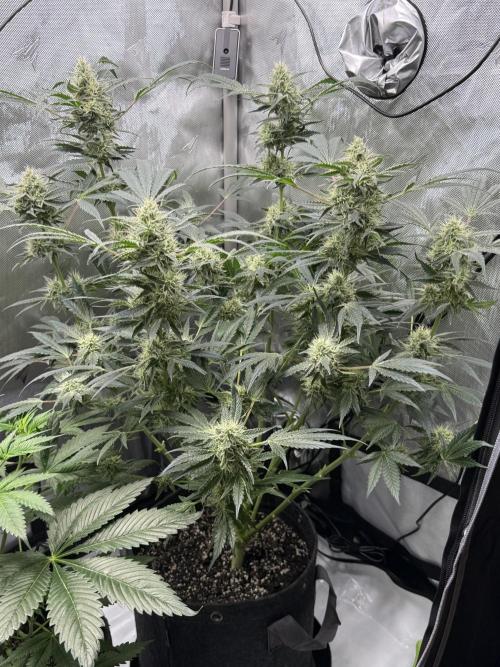 Bubble’s Blueberry F4. Week 14 - Pheno 2