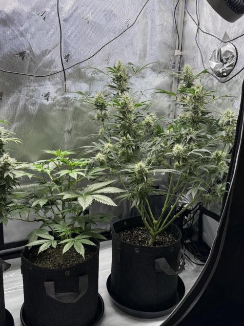 Bubble’s Blueberry F4. Week 14 - Pheno 2