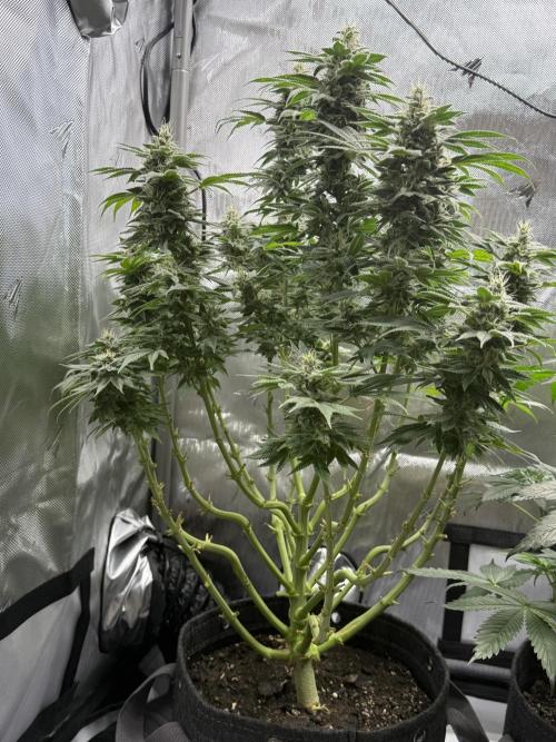 Bubble’s Blueberry F4. Week 14