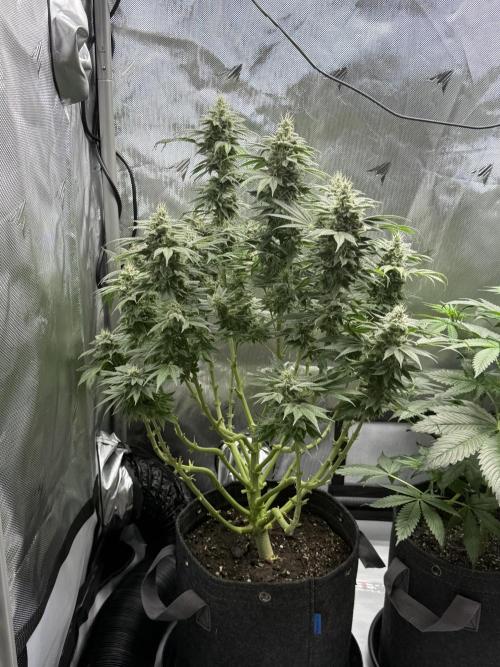 Bubble’s Blueberry F4. Week 14