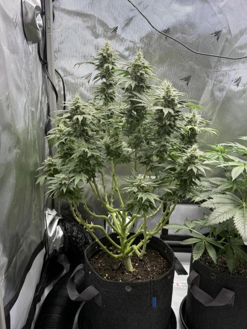Bubble’s Blueberry F4. Week 14