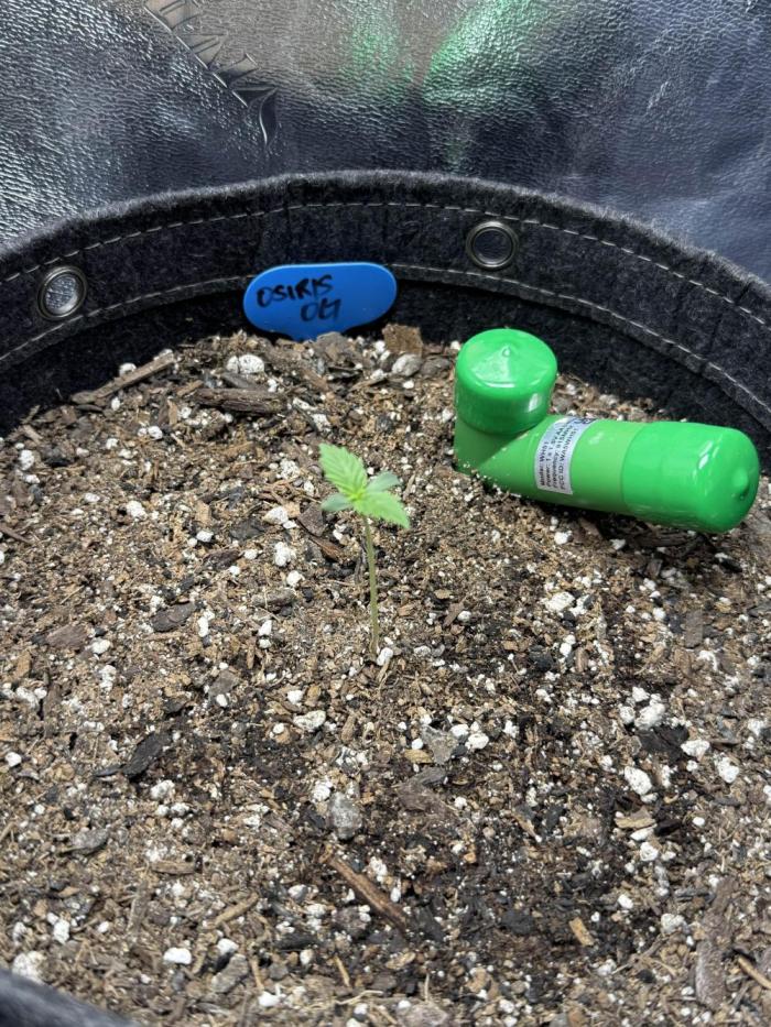 Osiris OG. Week 0 - Day 3