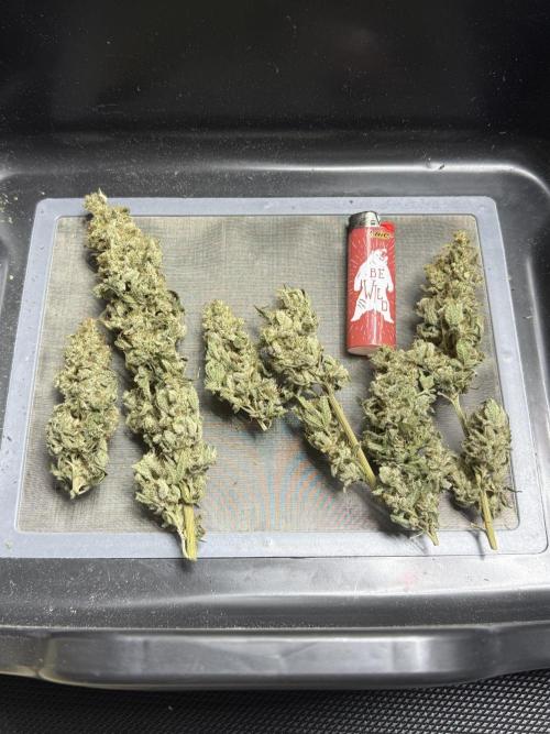 Bubble’s Blueberry F4. Week 17