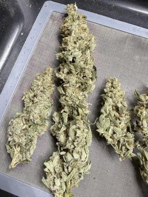 Bubble’s Blueberry F4. Week 17