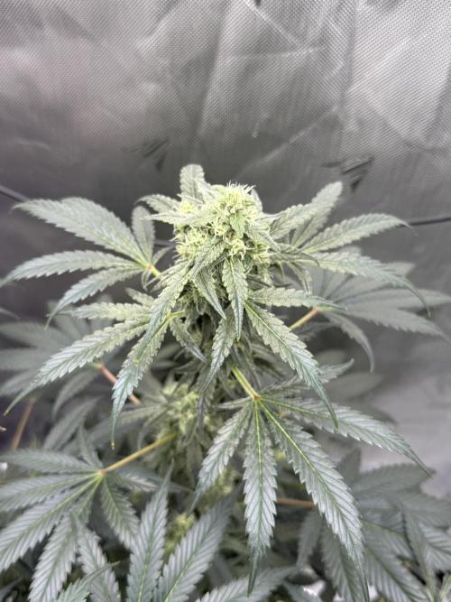 Osiris OG. Week 12
