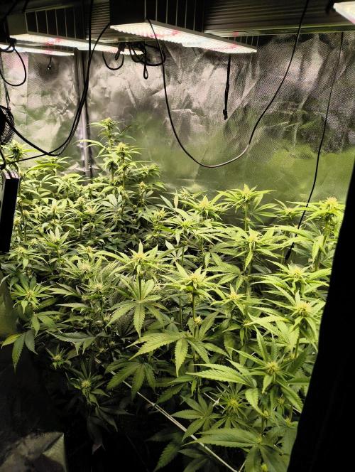 mixed graft winter grow. Week 3