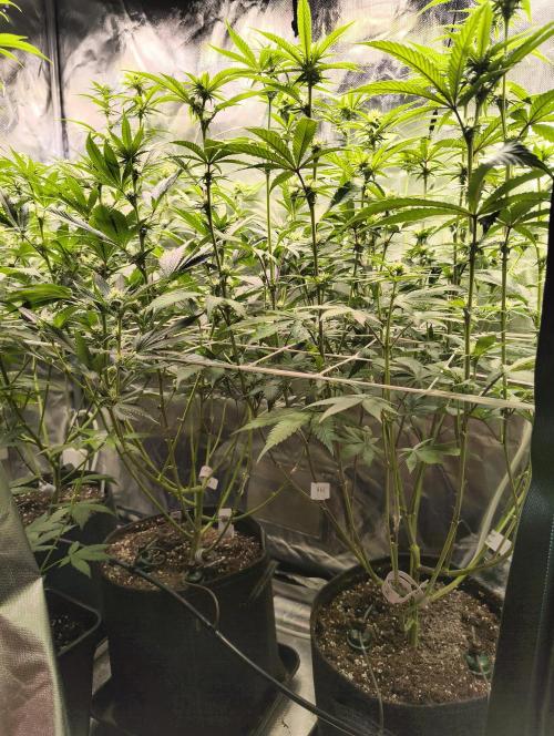 mixed graft winter grow. Week 3